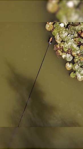 Nash Tackle on TikTok