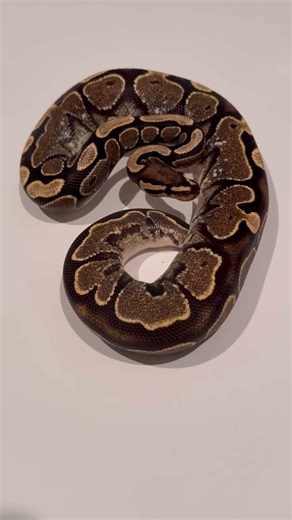 Pretty ball python girl🔥🤍 #pets #ballpython #reptiles #cutepets #snakes #nature #wildlife #animals