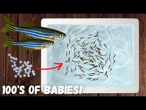 Easiest Way to Breed Danios! - 100s of Babies!