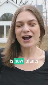 Why are native plants so important? 🌿🐞