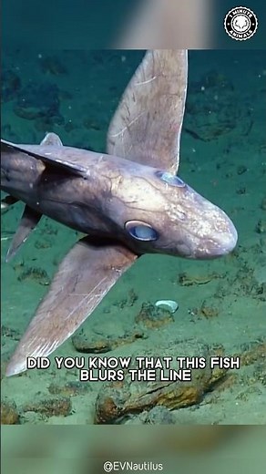 Chimaera 👻 The Terrifying Ghost Shark!