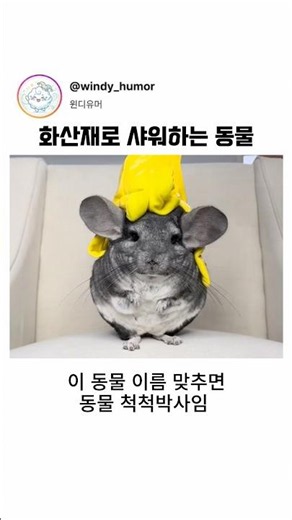 화산재로 샤워하는 동물
