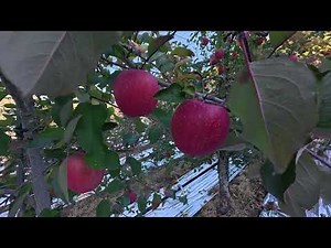 Visit a farm selling delicious budget apples directly