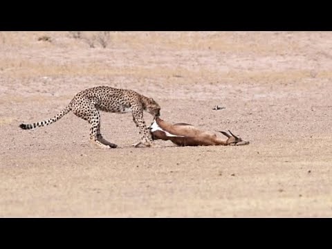 Cheetah Drags Her Springbok Kill Showing Remarkable Strength | Kgalagadi Transfrontier Park
