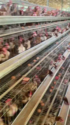 #chicken #birds #poultry #farming #viralshorts