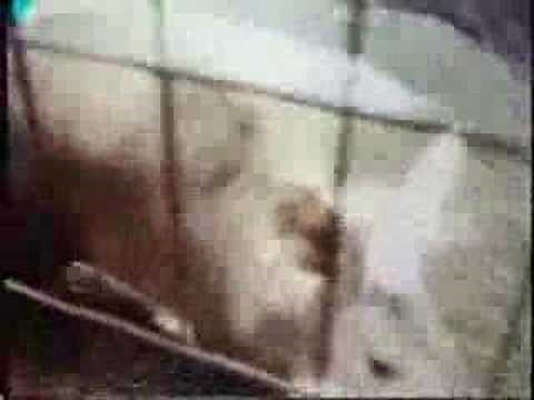 Sesame Street - I'm an aardvark(origional version)