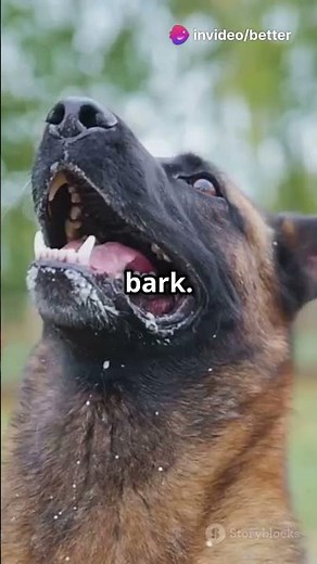 Understanding Different Types of Dog Barks
