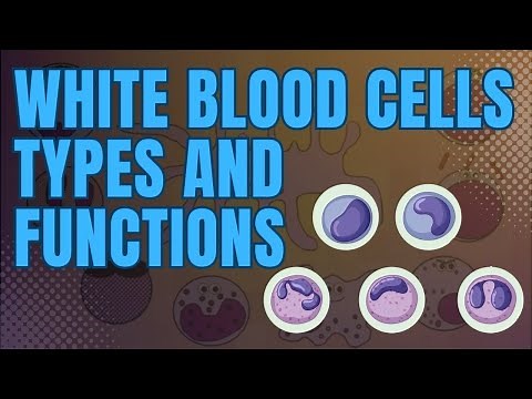 White Blood Cells | Types and Functions of White Blood Cells (WBC)