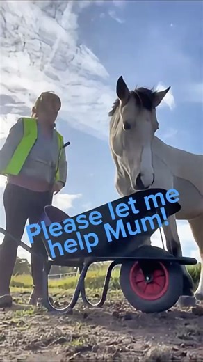 🐴 Pony days 💖What’s a girl gotta do to get a kiss around here? 💖🎉💖 #youngpony #beautifulengland