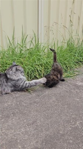 senji is top dog now