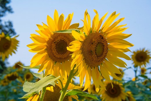 7 Philly-Area Sunflower Farms to Brighten Your Summer