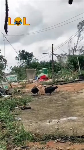 Nature’s teamwork at its best 😄🦆🐶 These ducks are busy removing flies from the puppy, and the dog seems to be enjoying every bit of it! 😂 Farming life is full of surprising friendships. #MiaKiaFarms #FarmLife #FunnyAnimals #AgricultureNigeria #DuckAndDog #AnimalCare #FarmVibes #AgroBusiness | Felix Abe