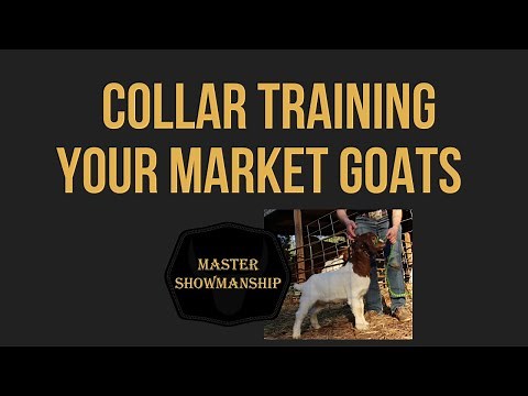 Collar Training Your Market Goats
