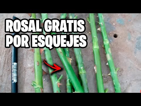 Cómo Reproducir ROSALES por ESQUEJES!! Guía Rápida Paso a Paso | La Huerta de Ivan