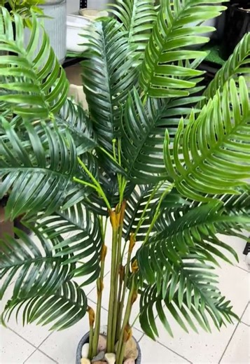 Areca Plant 🌿 We Have Quality Products With The Best Prices !! For more info DM or Whatsapp 76/ 749 344 ‎لدينا منتجات ذات جودة عالية بأفضل الأسعار! ‎للمزيد من المعلومات DM أو Whatsapp 76/ 749 344 #lebanon #fyp #plants #foryoupage #الشعب_الصيني_ماله_حل😂😂 #plantillas