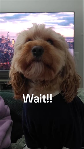 stinky #dogsoftiktok #cockapoosoftiktoks #petsoftiktok #cockapoo #PetsOfTikTok