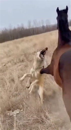 The Wolve Pressured Hard—But the Horse’s Back Kick Changed Everything！! #viralvideo #animals #horse