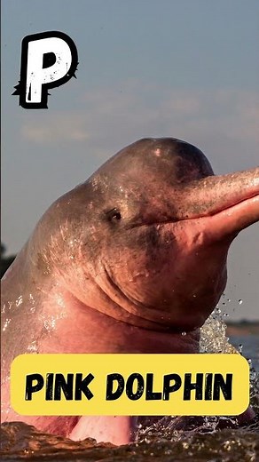 Animal Alphabet Adventures P | Episode 16 | 'P' for Penguin |#abcd#kids #learning#viralvideo#shorts