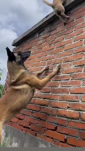 Playful Dogs Enjoy Outdoor Fun Together