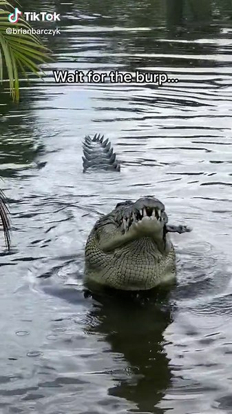 BrianBarczyk on TikTok