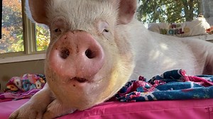 47K views · 6K reactions | Esther the Wonder Pig on Reels | Facebook