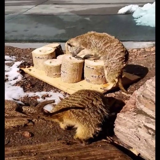 Check out this new enrichment item for our meerkats, Scotty and Mojita! Daily enrichment helps ensure that our animals’ physical, psychological and social needs are met as well as making their days challenging and interesting. This keeps them “on their toes,” much like they would be in the wild! #CMZ #meerkats | Cheyenne Mountain Zoo