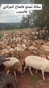 1.3M views · 9.6K reactions | Sheep breeds سلالات الأغنام on Reels | Facebook