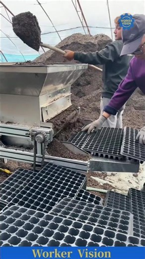 Farmers' seed sowing process #farming