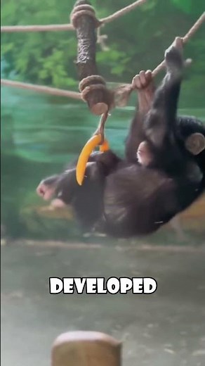 The Heartbreaking Story of a Depressed Baby Chimp Who Found Hope #animals #love