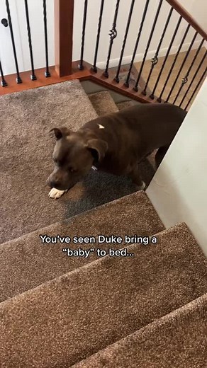 Duke loves bringing a “baby” to bed. ⁣⁣He decided to switch it up & bring his @suziescbdtreats CBD bone 🥹⁣⁣His lil tail wag really just melts my heart. ⁣⁣#goodnight #suziescbd #suzies #cbd #cbdfordogs #cutedogs | Duke Benson