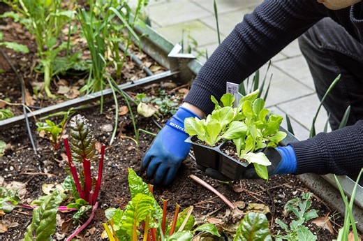 Learn about urban farming with Petersburg League of Urban Growers