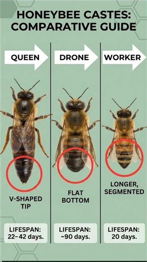 three different members of honey bee colony