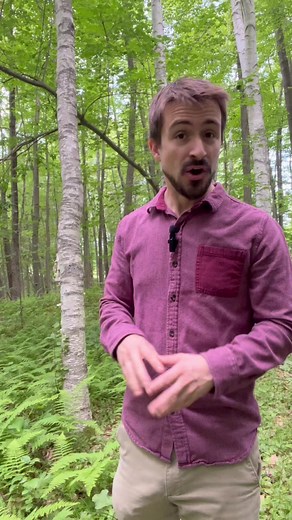 One of the largest organisms in the world🌎is actually it’s own forest 🌳 In Utah, a quaking aspen forest is a collection of about 47,000 trees🌳from a single organism nicknamed “Pando”Pando grows asexually through a process called rhizomal growth which is when new trunks can grow off of the roots of the same treeCollectively, Pando weighs about 40x the weight of a blue whale🐳. More specifically, about 13 million lbs (6 million kg). Pando is very old, but it is difficult to say how old because 