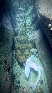 Video by ig dave_dives check him out on insta | Discoversharks