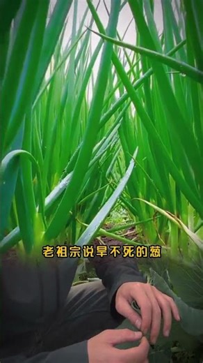 How to Plant Scallions Successfully