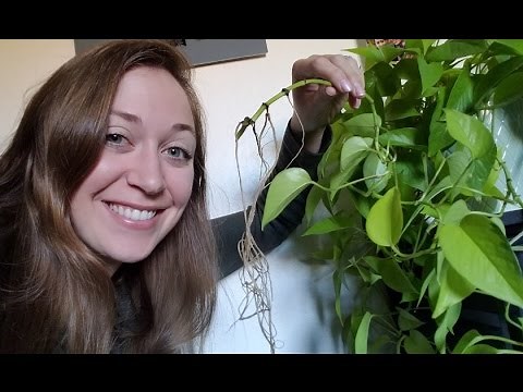 Make a plant clipping grow roots (WITHOUT rooting hormone)