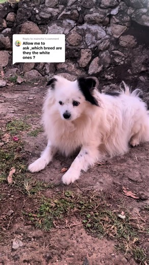 Small Dog Breeds: Chihuahua, Japanese Spitz, Pom-Terrier, Maltese