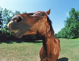 How do horse slaughterhouses work?