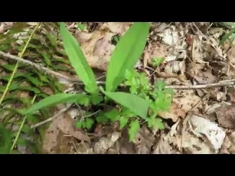 how to find wild ramps or leeks