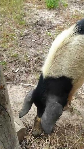 Australian Huntsman spider nest