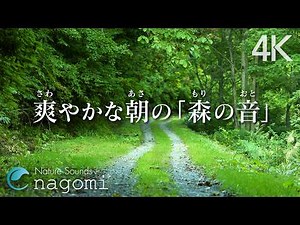 Nature Sounds - Forest bird chirping | Bird sounds relaxation, sleep, meditation, study