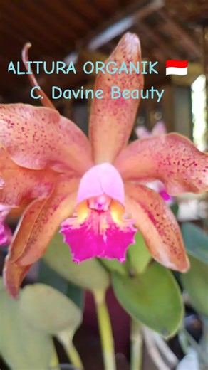 Semangat Pagi kawan Berkah selalu C. Davine Beuty C.Chief Sweet Orange cantik .. Cetar ..Harum poll #lembahdesayogja🌹 #pupukalituraorganik #fullmusic #aliturasgrowingmedia #pupukbantallembahdesa #Aliturasreserve #seabirdguano #fyp #fypage #siramsiramanggrek