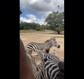 Woman enjoys solo birthday trip to safari and feeds zebras in the wild