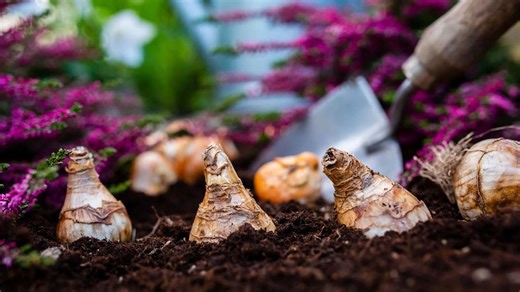 Don't Make These 10 Autumn Bulb Planting Mistakes!
