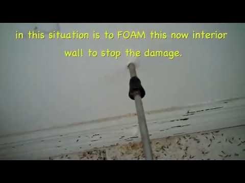 Foaming for termites