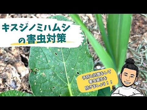 【農家必見】害虫対策 キスジノミハムシについて