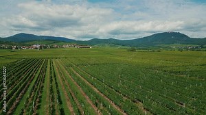 Panoramic view of beautiful vineyards with grape vines growing in rows in Alsace
