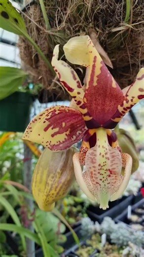 So dreamy 😶‍🌫️ when you collect plants, how could you ever get bored? The contrast in colour, texture, smell, taste (you didn't see me 😳 licking the hoya flowers), touch, blooms (how alien is that stanhopea 👽), shape, size, growth habit, temperament and plant-onality blows me away everyday. Do you have any stand out weirdos in your collection? Tell me below 😁😁.