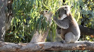 10K views · 1.6K reactions | ❤️  CUTE ALERT!! ❤️ They're grey....