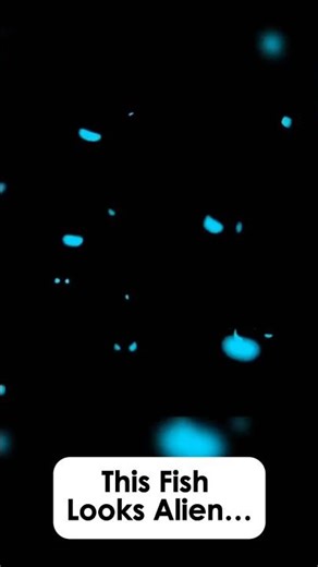 This Glowing Fish Looks Alien | The Light Cheeked Snapper Explained #Shorts
